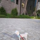 엉클독 애견유치원 이미지