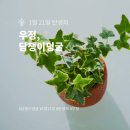 담쟁이 Daum카페