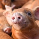 최재용농장 이미지