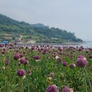 청산도의미래 이미지