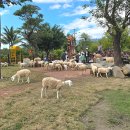 아담 목장 | 나트랑 자유여행 아이들과 양떼목장 투어 후기