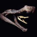 사르코수쿠스 이미지