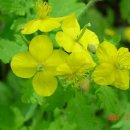 애기똥풀 이미지