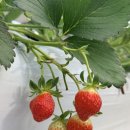 다인농장 이미지