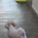 은십자