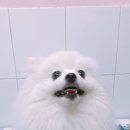 살롱드 꽃개 이미지