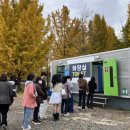 고령 은행나무숲 다산 은행나무 축제 후기 | 실시간 단풍 현황 | 대구근교 단풍 경북 단풍 명소