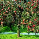 사과나무 이미지