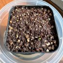 동골농장 | 칼큘러스 파종기록&amp;후기