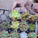 계림꽃농원 이미지