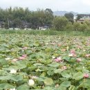 봉정연꽃마을 이미지