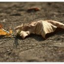 고북초등학교 이미지