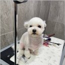 댕스살롱 네이버블로그