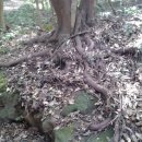 곶자왈거문오름 이미지