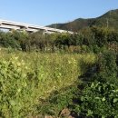 대석리 지석묘군 이미지