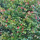 동일삭도 주식회사 이미지