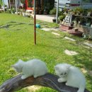 전원민박 이미지