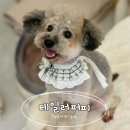 개 이쁜 애견미용샵 | 진주애견미용샵 칠암동강아지미용 테일러퍼피