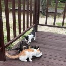 연곡해변 솔향기캠핑장 이미지