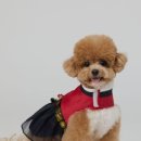 아나조이 네이버블로그