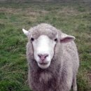 종식목장 이미지