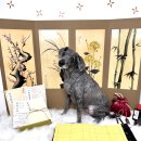 더 빛나개 이미지