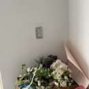 보드랍개 이미지