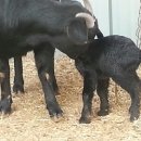 구정농장 이미지