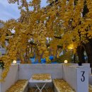 원목욕탕 | 가을즐기기 루프탑뷰 은행나무 예술이에요, 문래동 칼리프하우스