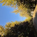 국립청주박물관 | 11월 단풍 절정🍁 국립청주박물관 산책 후기｜청주 가을여행지 추천🍂