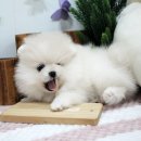 꾸꾸까까 이미지