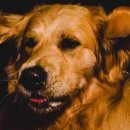 개팔상팔 이미지