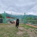 도기하우스 애견 유치원 호텔 울산 대형견 | 탄이의 주말 (울산애견호텔추천/도기하우스)