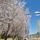 사파동217 | 창원진해 4월 벚꽃명소 개화상황 봄여행 여좌천로망스다리