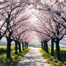 남이섬 진입로 자전거길 | 가평 남이섬 벚꽃 2026 개화 시기 맞춰서 다녀오기 좋은 코스와 배 시간 정보