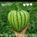 민채