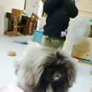 애니멀 쉐프 이미지