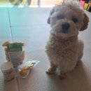 명랑견생 이미지