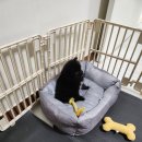 러브미독 이미지