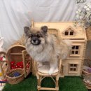 개르띠에 이미지