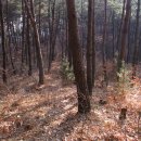의령 장등산 Daum카페