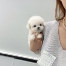 퍼피스토리 이미지