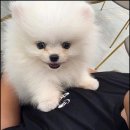 펫아미 강아지분양 고양이분양 동탄점 이미지