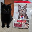 힐스펫뉴트리션코리아(유) | 따끈 따끈한 힐스 신상! 고양이 연어사료 급여 후기