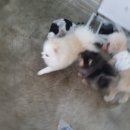 부산 강아지 24시 애견미용호텔유치원 도그드림(서면점) 이미지