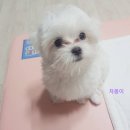자몽(Ja mong) | 자몽이 맘마🤭 내돈내산 후기🧡