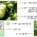 노니