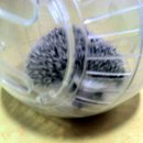 공굴러 가유 이미지