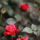 양평목장 이미지