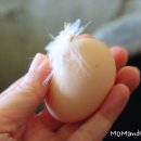 준 꼬꼬 이미지